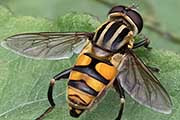 Hover Fly (Mesembrius bengalensis) (Mesembrius bengalensis)